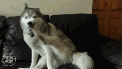 哈士奇刷新了我对二哈的认知,这只哈士奇颠覆了我对二哈的看法