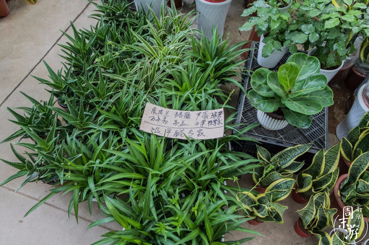 逛遍整个南京城,南京的花鸟市场在什么地方