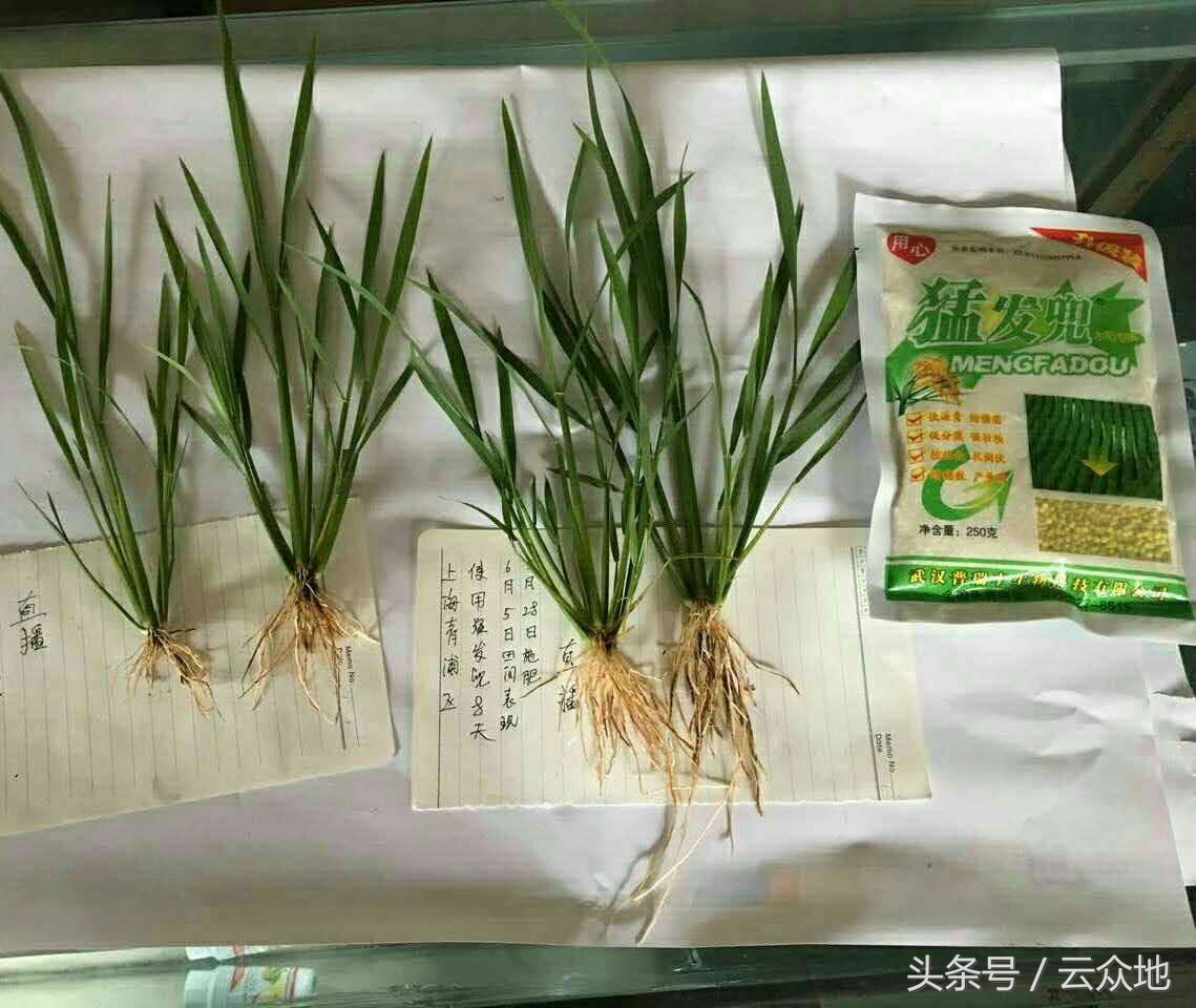 水稻秧苗黑条萎缩用什么药,水稻黑茎根腐病怎么治疗