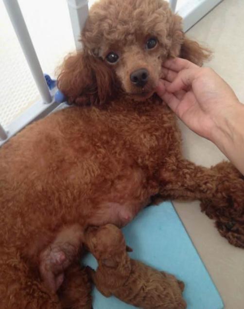 狗妈妈生4只小奶狗,狗妈生了14只小狗