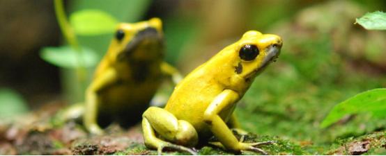 被箭毒蛙毒死的动物能吃吗,箭毒蛙为什么不会被毒死