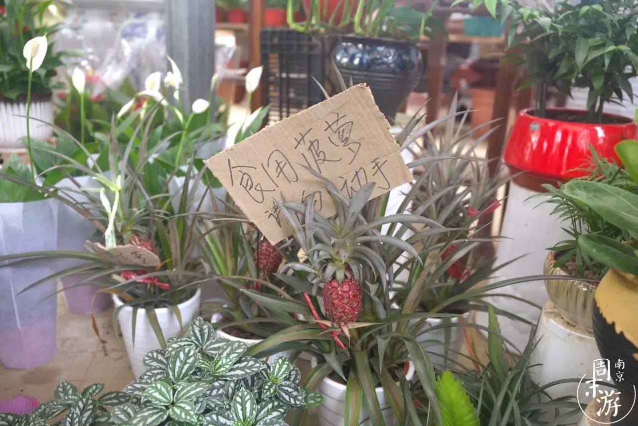 南京市最大的花鸟鱼虫市场在哪里,逛花鸟鱼虫市场的视频