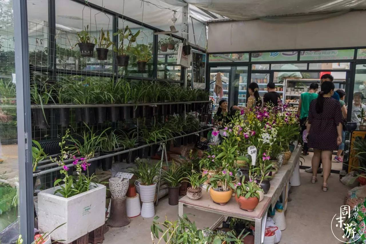 南京花鸟鱼虫市场,南京最大的花鸟虫市场