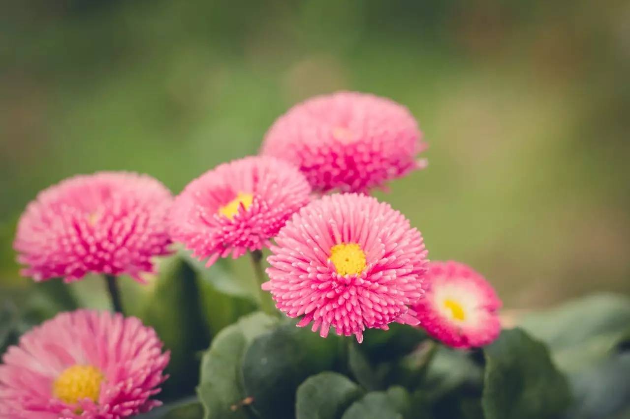 住在梦境般的黄姚花海之中，找回久违了的诗意与远方