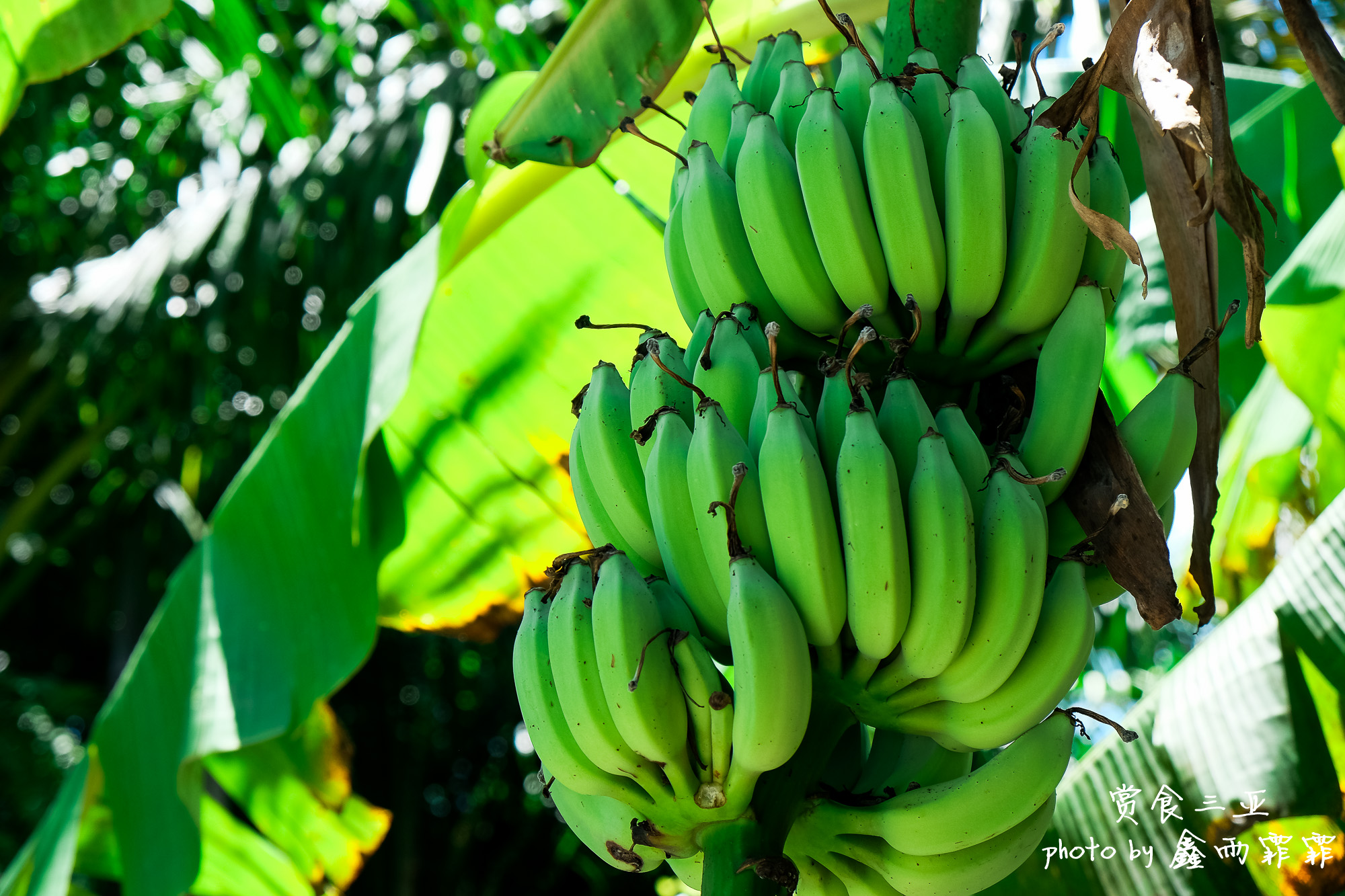 尝遍海南水果,尝遍一年四季水果