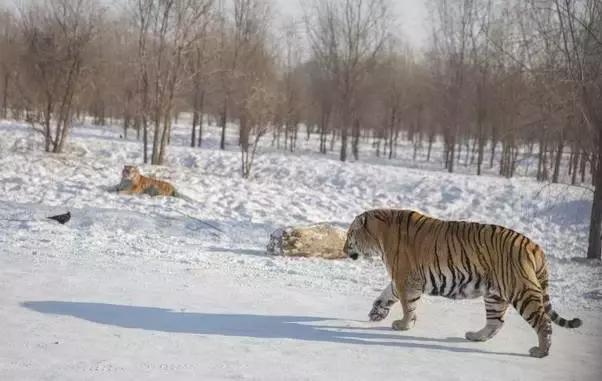 初冬掠影,哈尔滨的冬日魅力