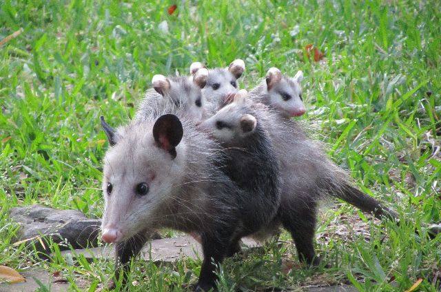 12生肖中牛是大属相还是小属相,在12生肖中哪个属相是最好的