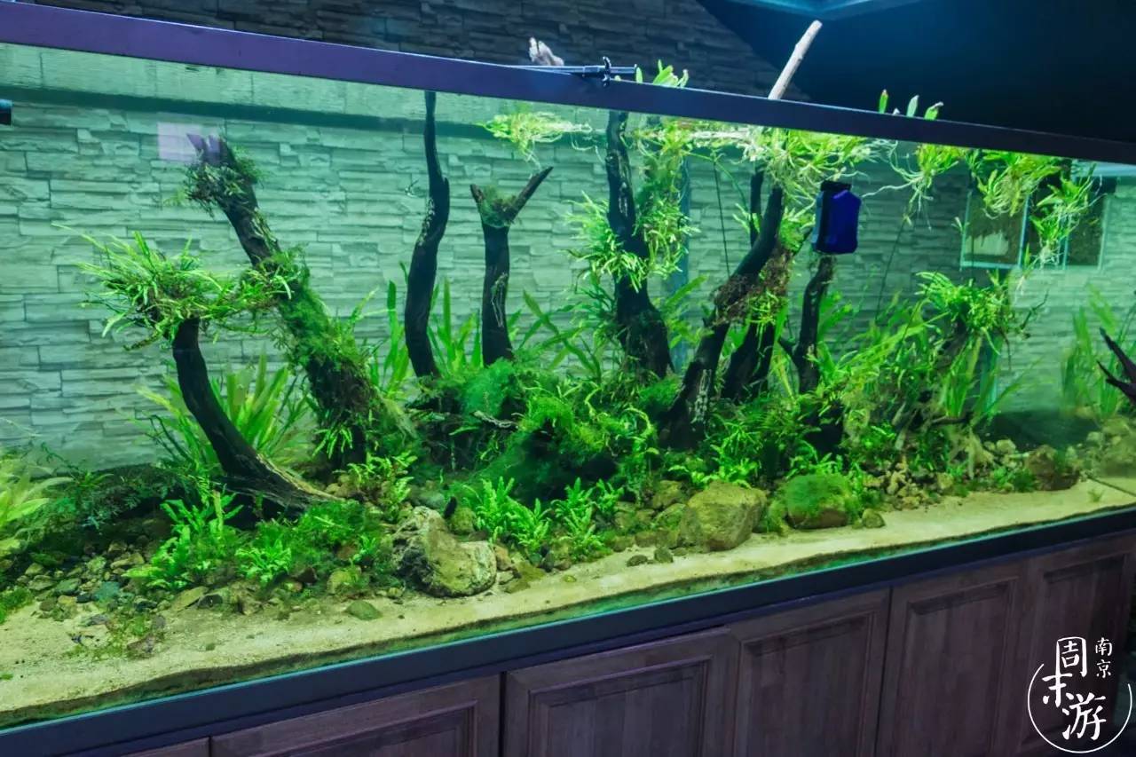 南京有几个花鸟鱼虫市场,南京湿地公园花鸟鱼虫市场在哪里