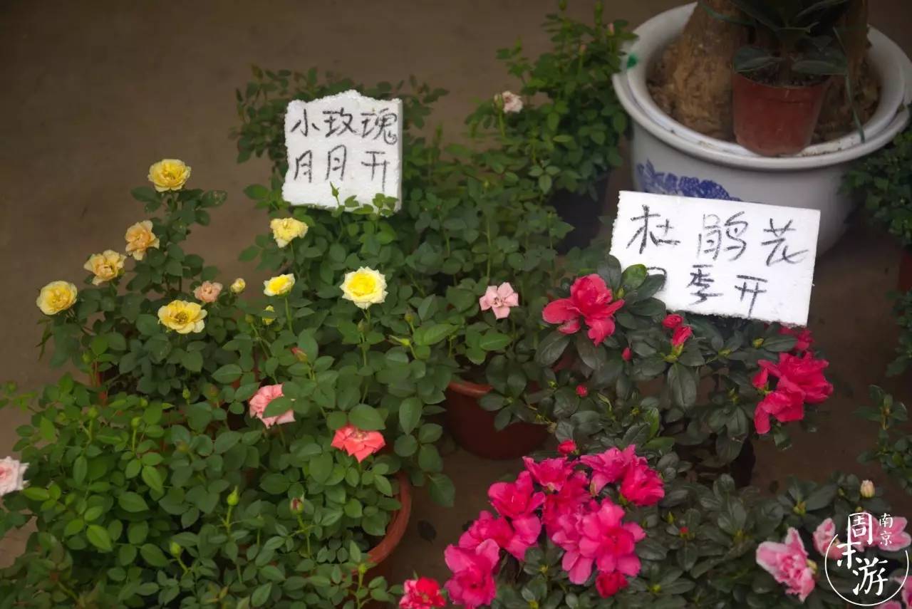 南京花鸟鱼虫市场,南京最大的花鸟虫市场