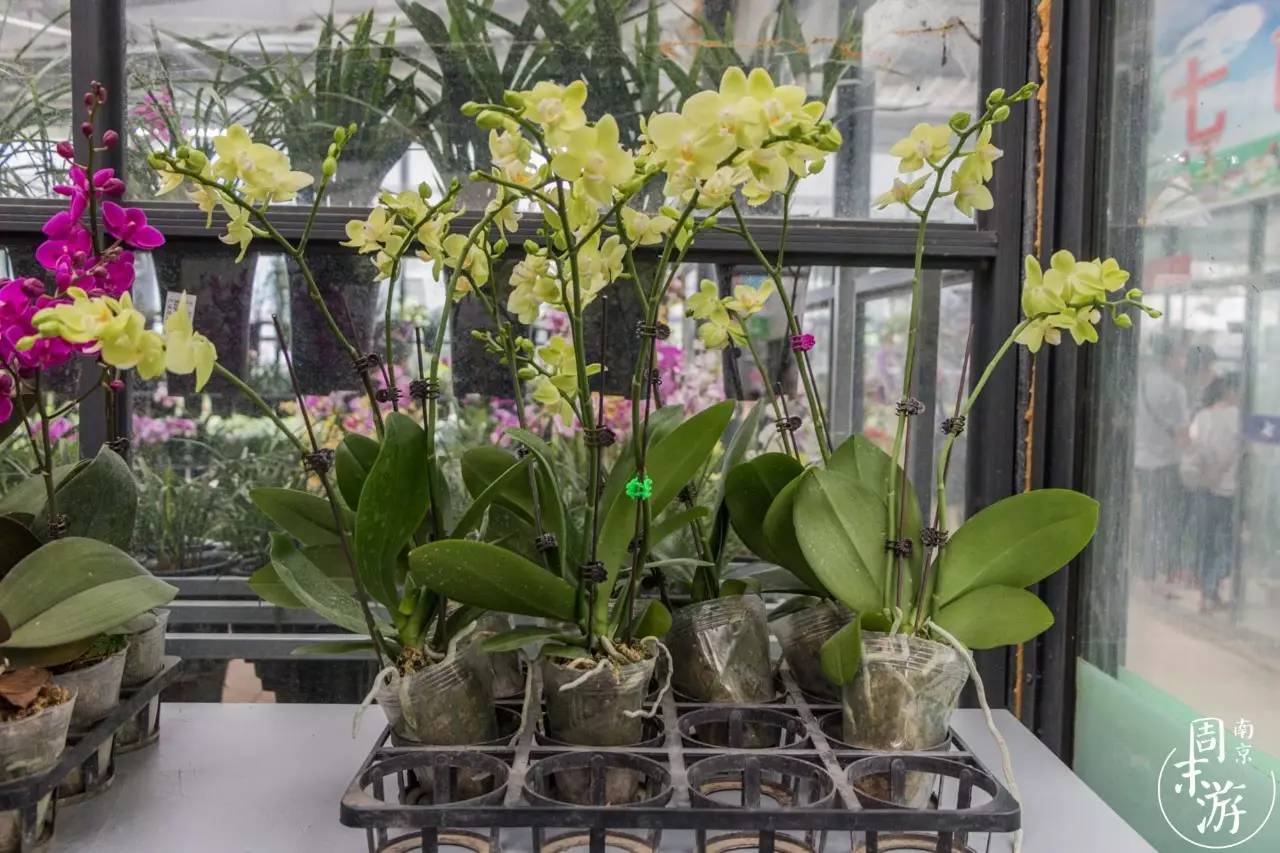 逛南京花卉市场视频,南京夫子庙花鸟鱼虫市场