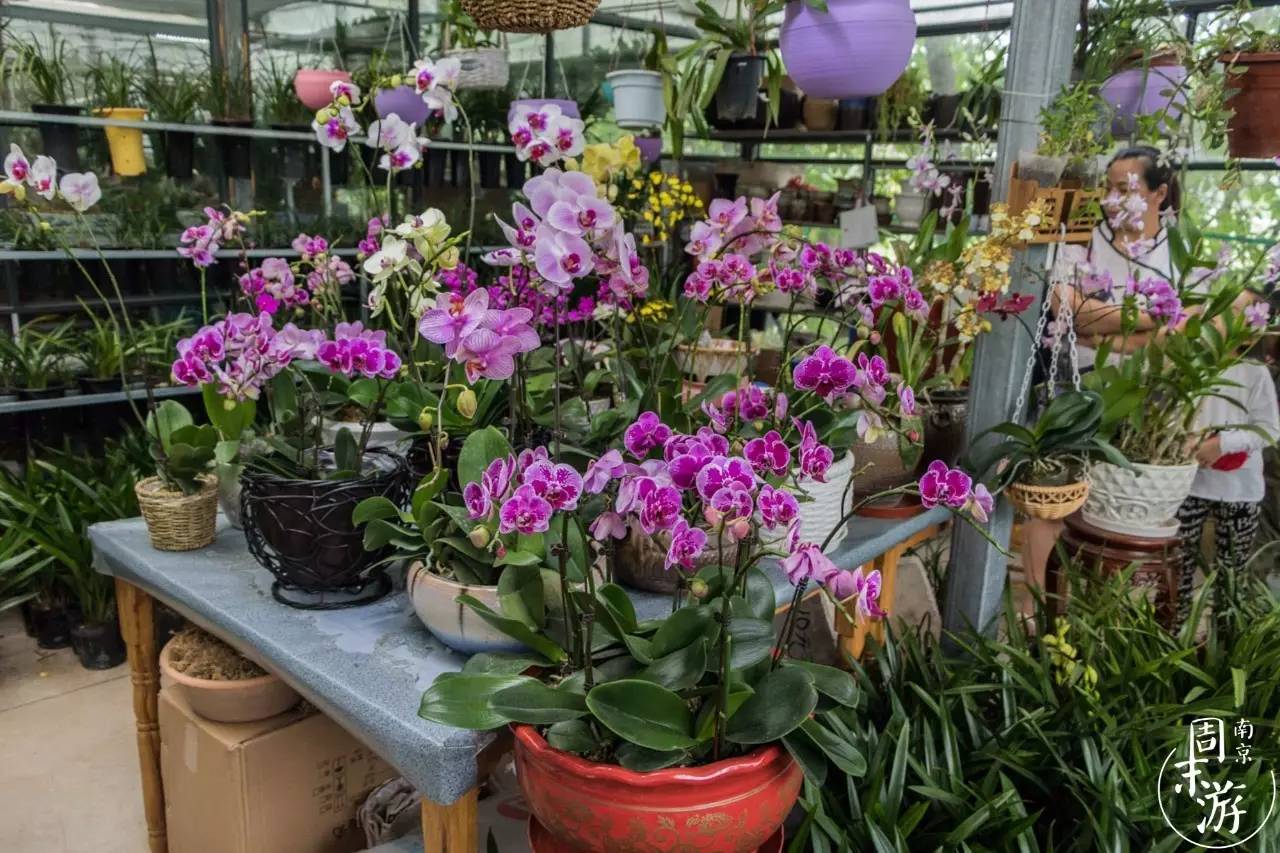 南京市最大的花鸟鱼虫市场在哪里,逛花鸟鱼虫市场的视频