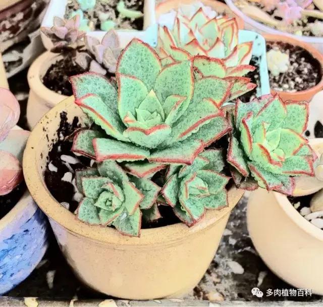 11岁小肉友的投稿：当多肉遇见盛夏的那场雨