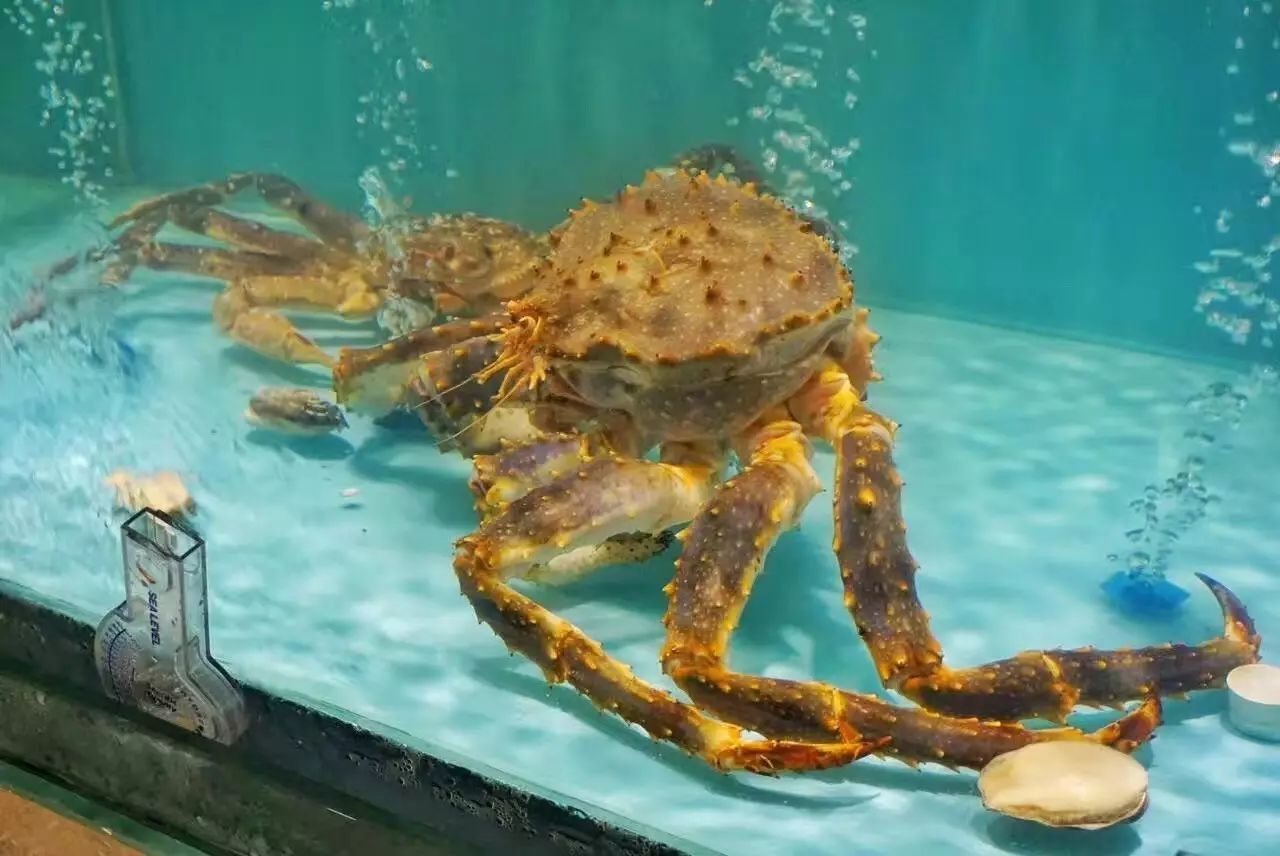 正宗南京活蟹料理,最好吃的活蟹料理