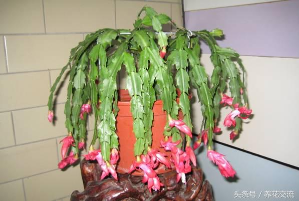 花开富贵蝴蝶兰怎么养,花开如瀑养殖方法