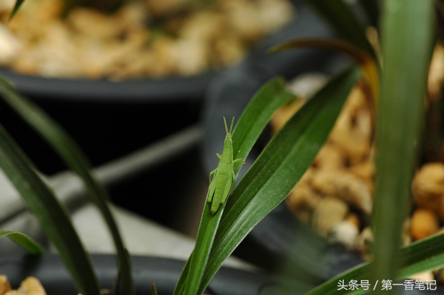 兰叶长介壳虫怎么处理,养兰宜忌