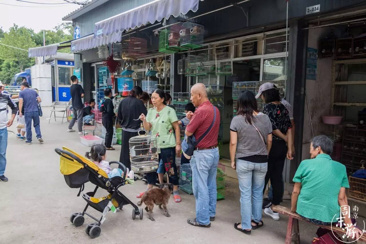 南京市最大的花鸟鱼虫市场在哪里,逛花鸟鱼虫市场的视频