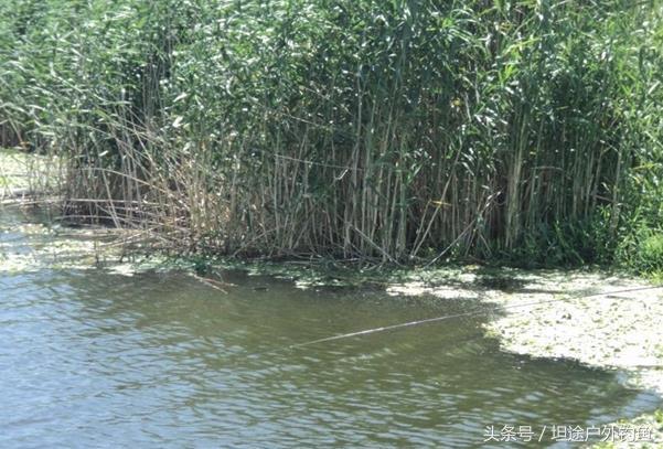 秋季钓鱼技巧选钓位和时间,钓鱼找鱼窝技巧秋季教学