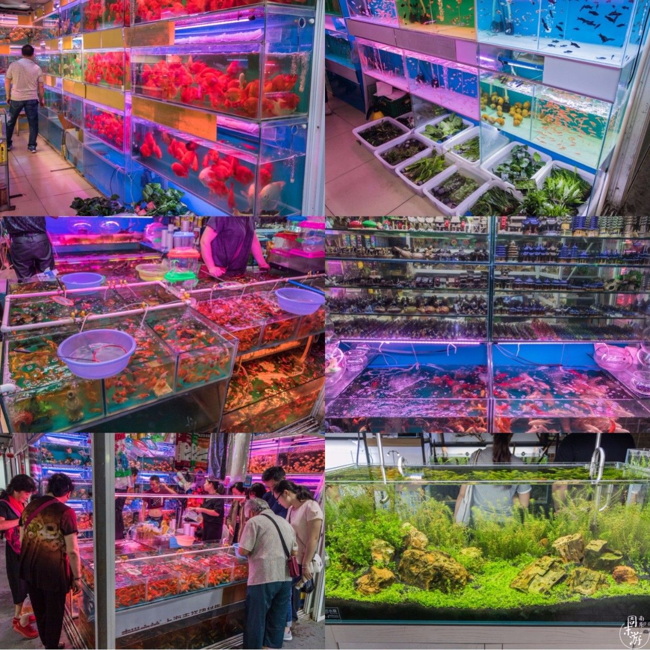 逛南京花卉市场视频,南京夫子庙花鸟鱼虫市场