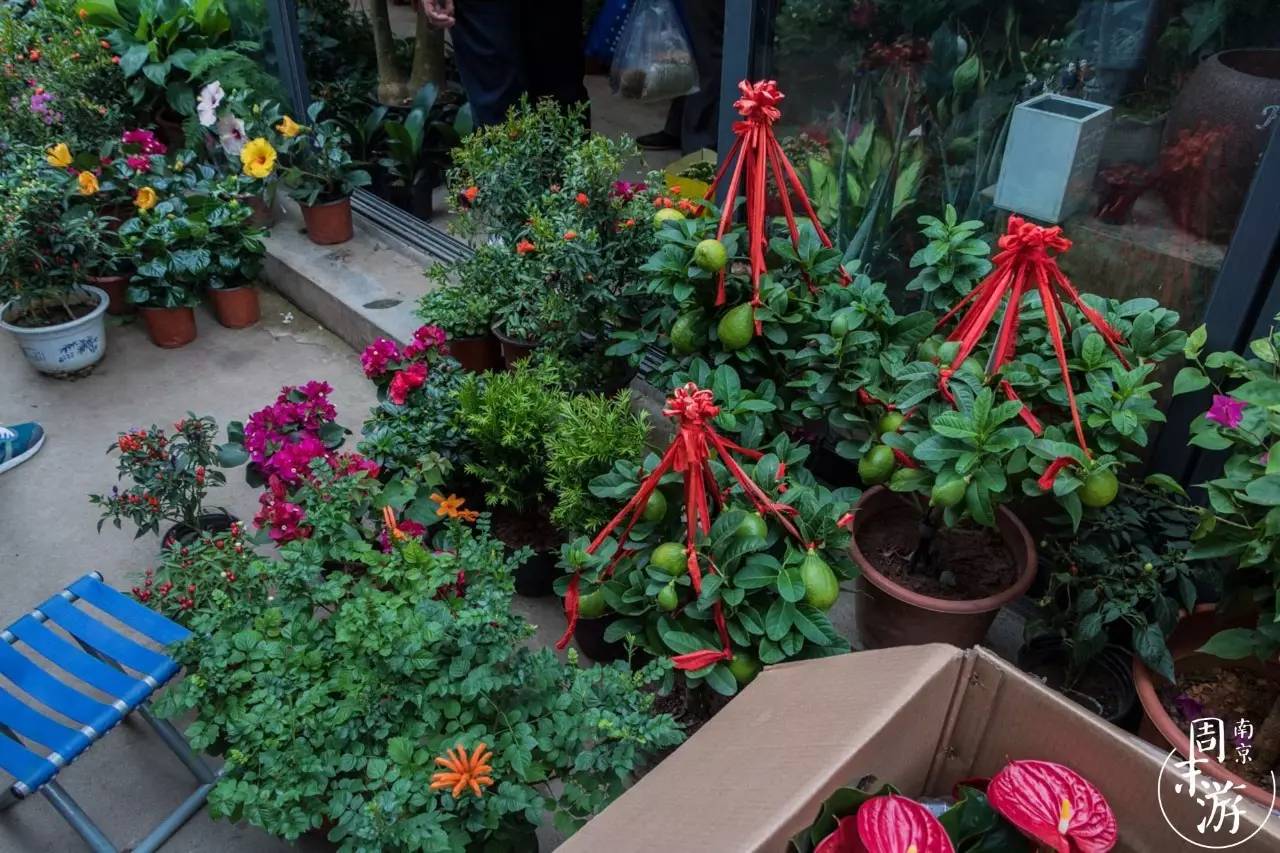 南京市最大的花鸟鱼虫市场在哪里,逛花鸟鱼虫市场的视频