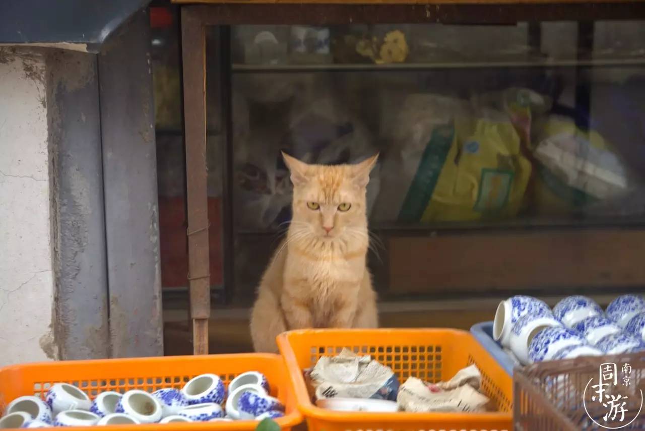 南京市最大的花鸟鱼虫市场在哪里,逛花鸟鱼虫市场的视频