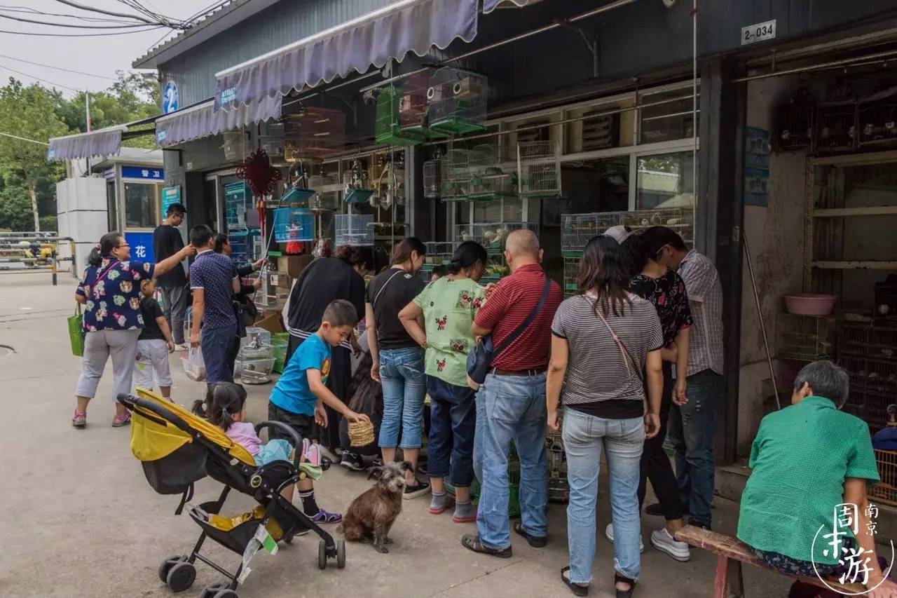 南京市最大的花鸟鱼虫市场在哪里,逛花鸟鱼虫市场的视频