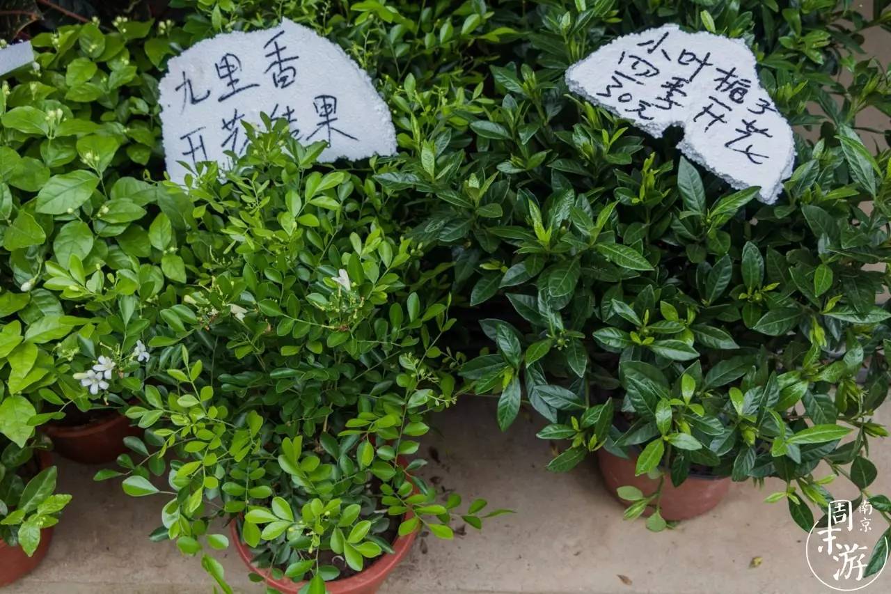 南京有几个花鸟鱼虫市场,南京湿地公园花鸟鱼虫市场在哪里