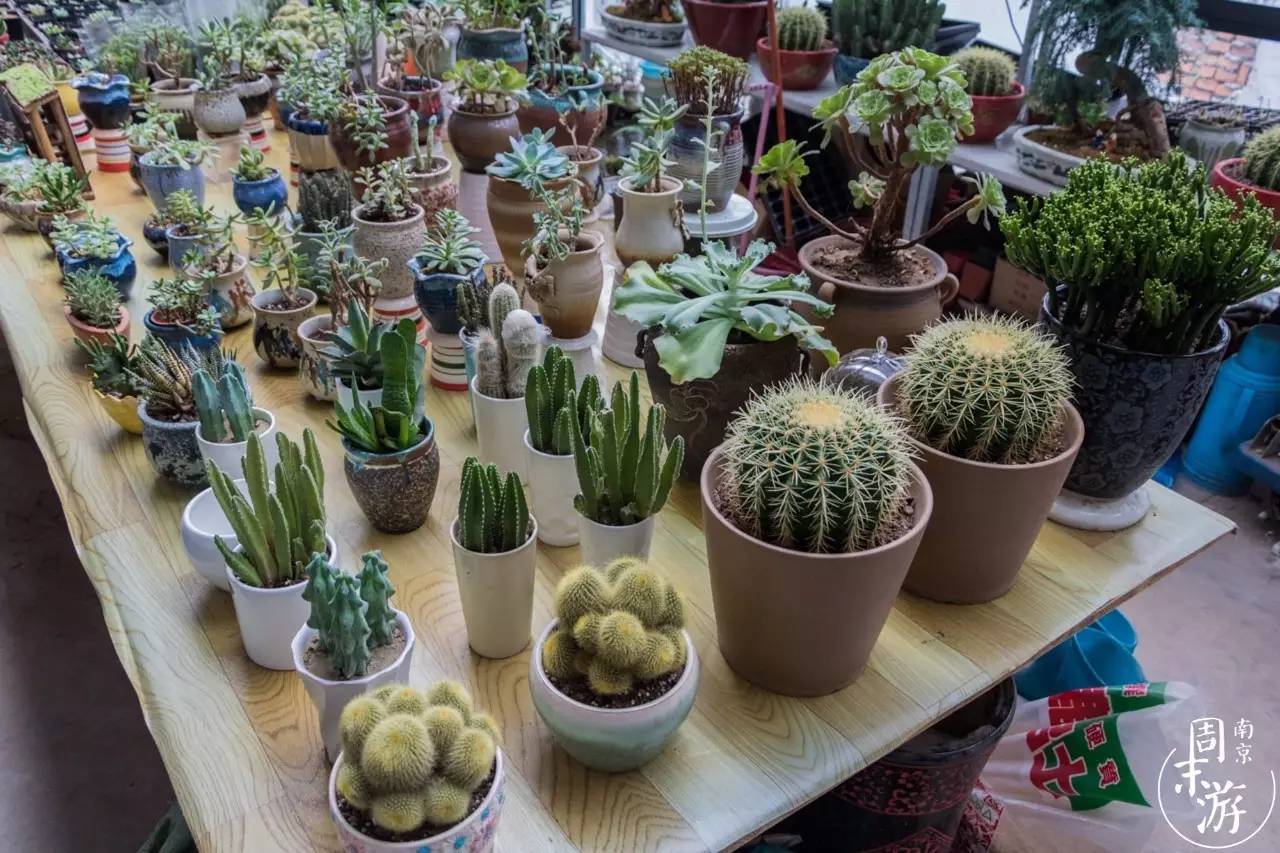 南京的花鸟市场在什么地方,南京夫子庙花鸟鱼虫市场