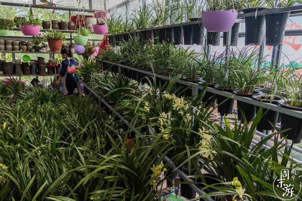 逛各种花鸟市场,南京花鸟鱼虫市场失火