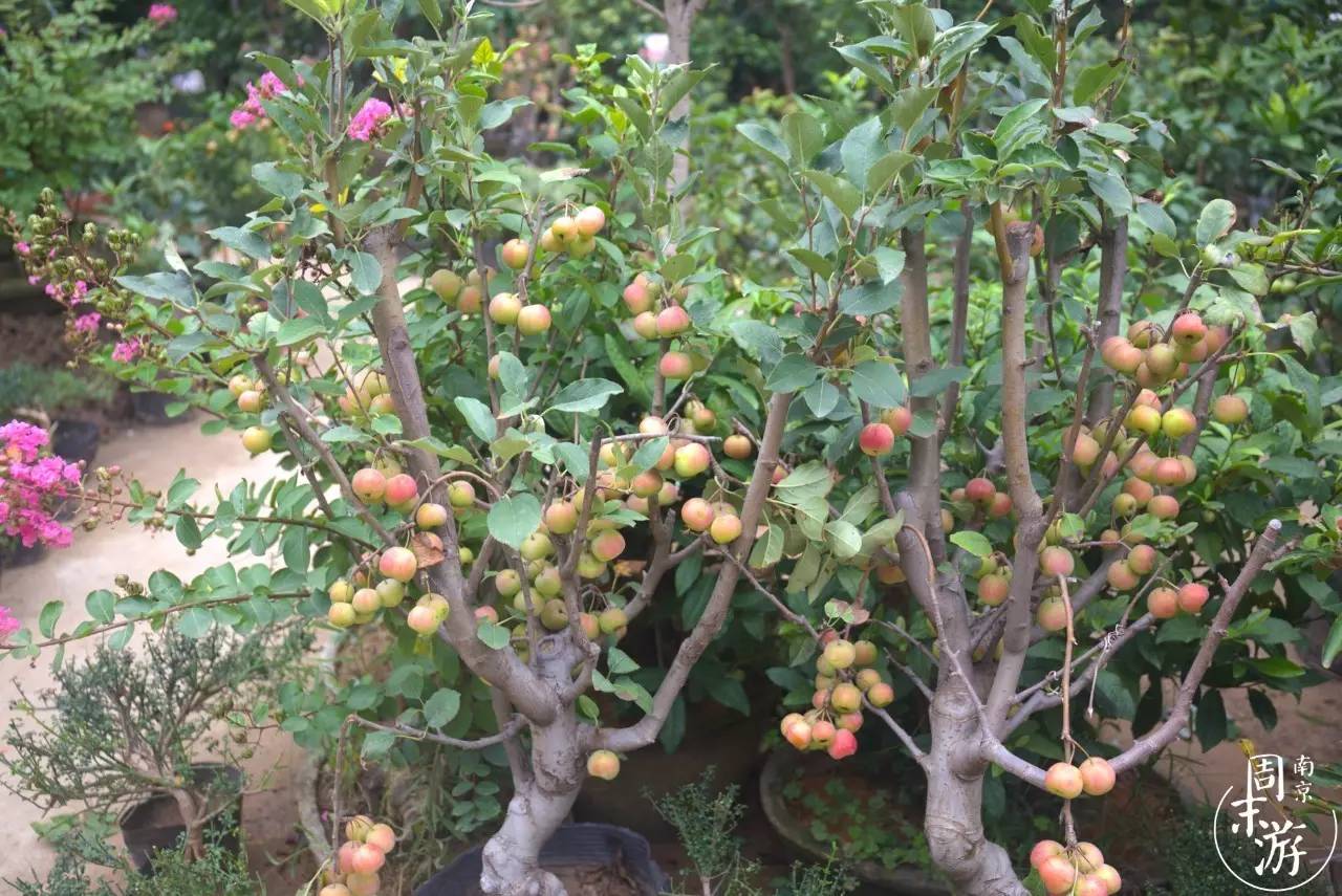 南京的花鸟市场在什么地方,南京夫子庙花鸟鱼虫市场