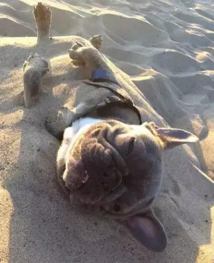 致狗狗的最后一封信,致养狗主人的一封信