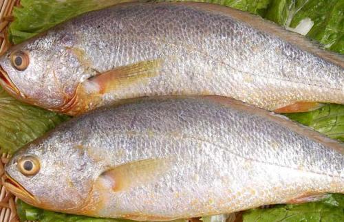 花胶哪种性价比高,什么鱼的花胶最贵