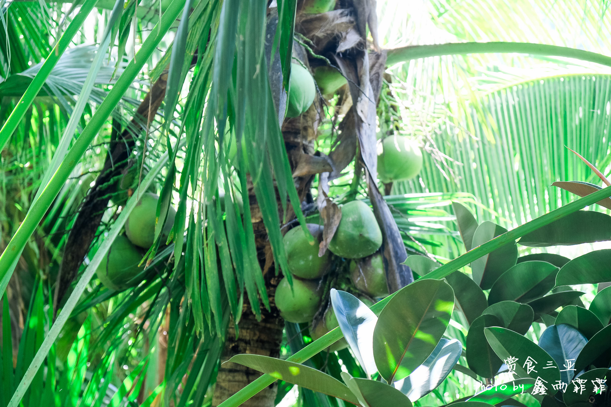尝遍海南水果,尝遍一年四季水果