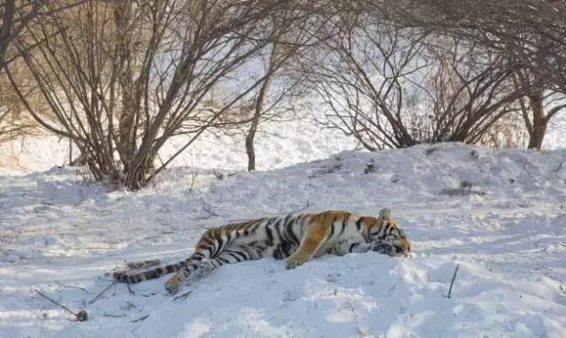 初冬掠影,哈尔滨的冬日魅力