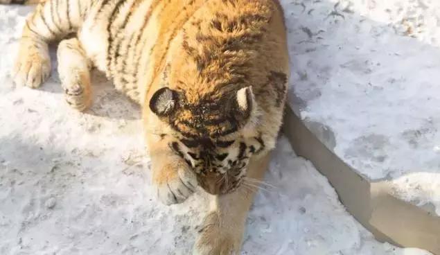 初冬掠影,哈尔滨的冬日魅力