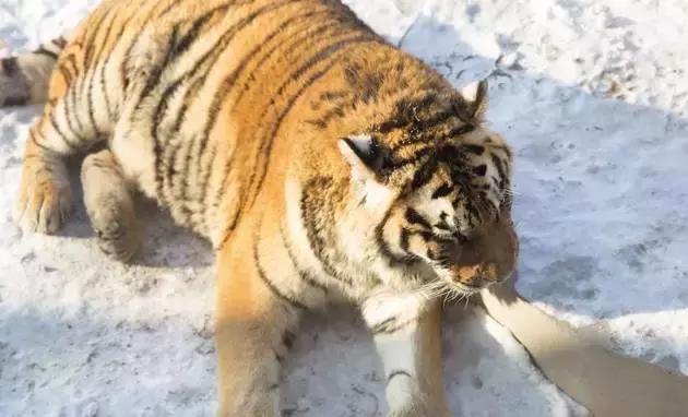 初冬掠影,哈尔滨的冬日魅力