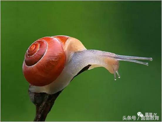 有趣的动物二年级口语交际猫,二年级作文有趣的动物200字左右