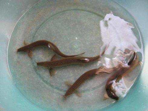 马桶堵了拿泥鳅管用不,马桶堵了用手电钻疏通