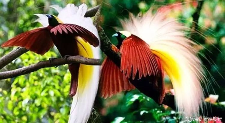 东南亚最适合潜水的海岛,6个绝美免签海岛