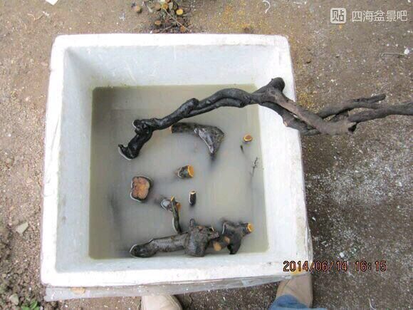 下山桩的种类和栽培方法,下山桩的最佳栽培方法