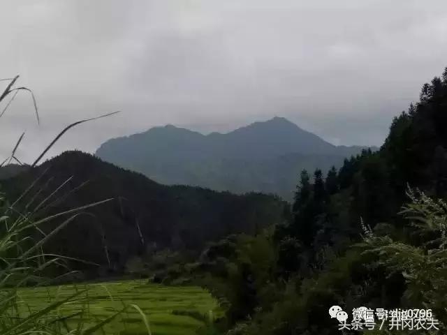 鹅岭瞰胜楼历史,鹅岭茶叶