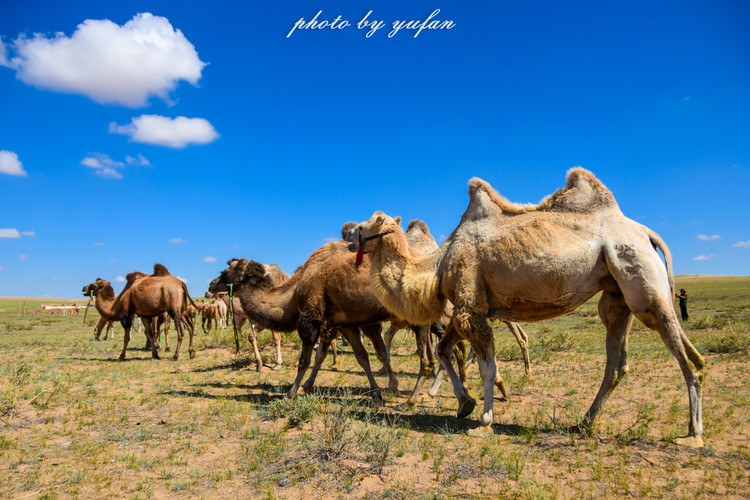 五一锡林郭勒游玩,几月份游锡林郭勒适合