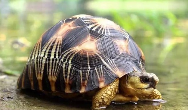 辐射陆龟箱内可以养什么绿植,辐射陆龟有多漂亮