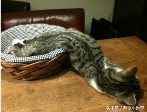 喵星人到底有多软看看你就知道啦,喵星人不太正常的样子