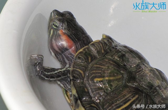 龟中耳炎手术多久消肿,龟中耳炎能用碘伏吗