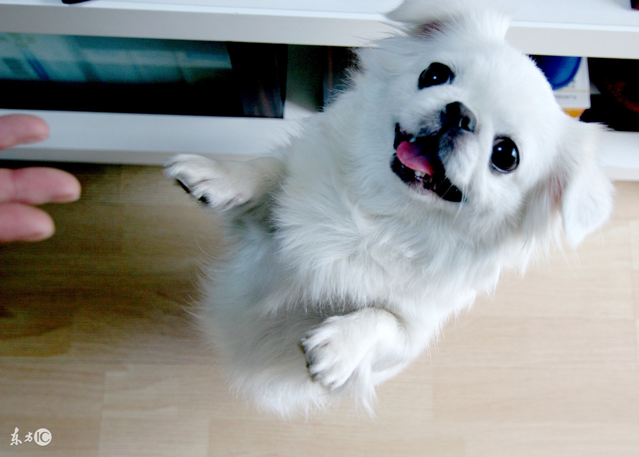 狗狗品种大全带你走进狗狗的世界,汪汪队的狗狗品种分类