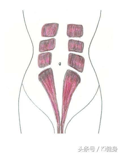 腹直肌及腹直肌分离,产后腹直肌分离