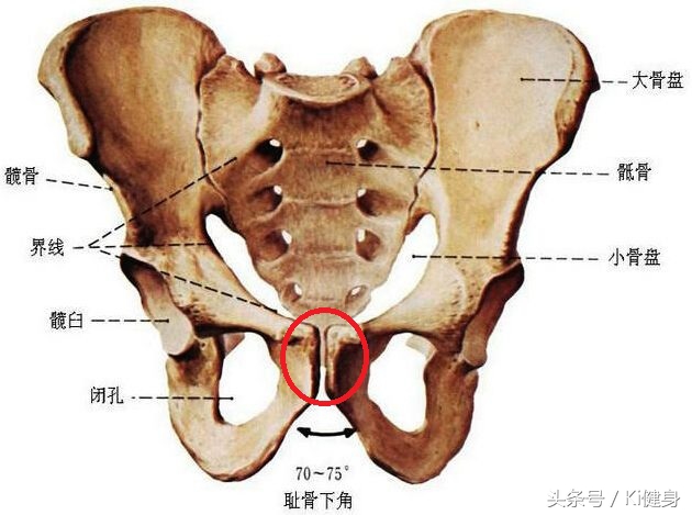 腹直肌上部分离,产后腹直肌分离