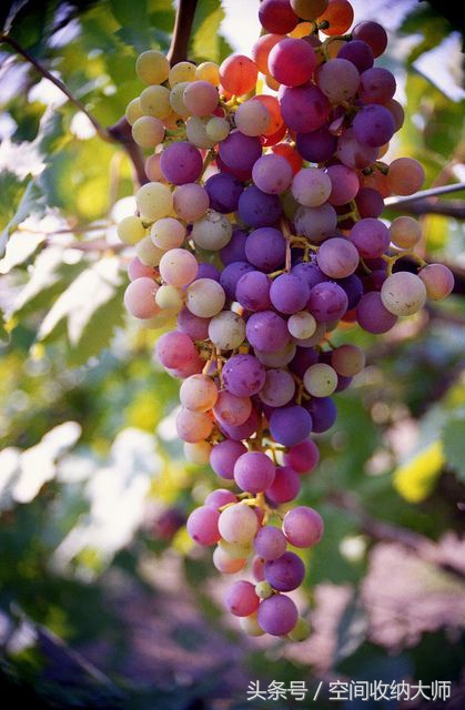 水果店水果保存的方法,目前水果店保鲜最佳方法
