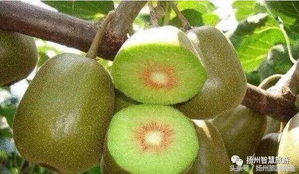 扬州农家乐游玩攻略,扬州十大最美农家乐