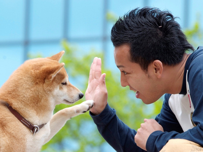 性格很好的狗狗有哪些,性格温顺的狗都有哪些